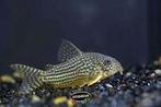 Corydora Sterbai - Pantsermeerval -  Koidreams Valburg, Vis, Zoetwatervis, Schoolvis