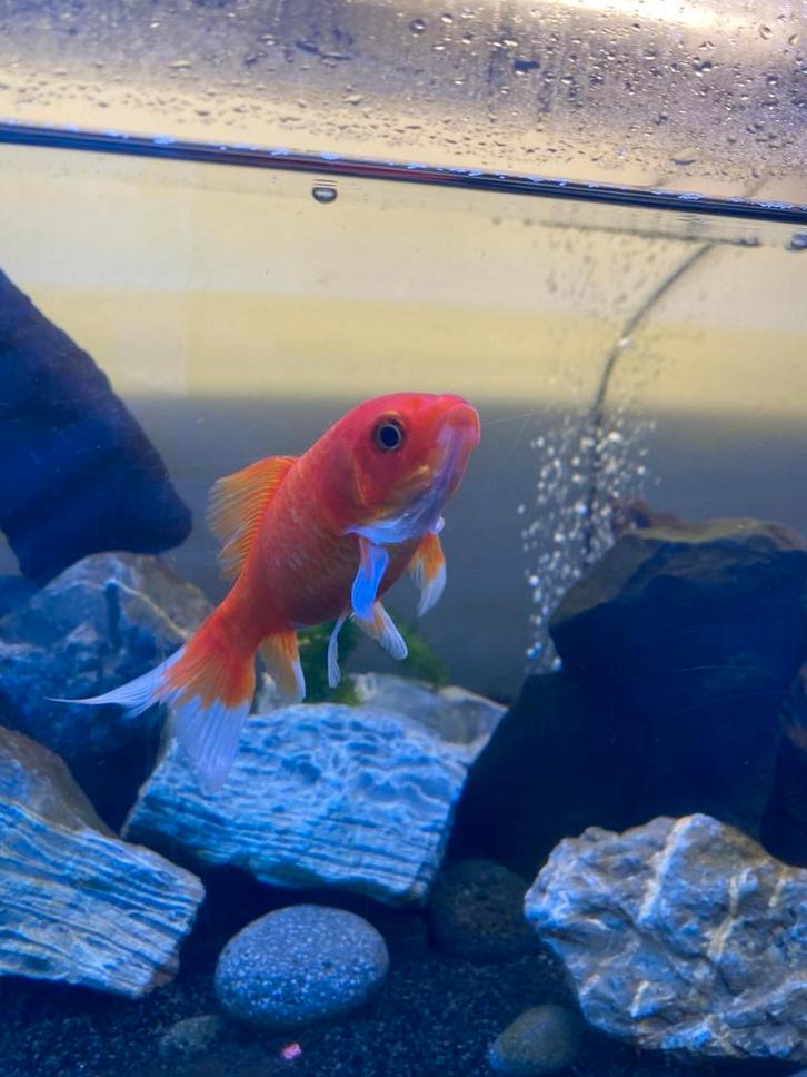 2 gezonde goudvissen zoeken ander huisje, Dieren en Toebehoren, Vissen | Aquariumvissen, Zoetwatervis, Vis