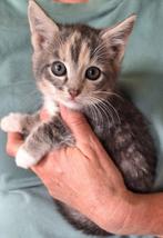 Speelse jonge kittens, Dieren en Toebehoren, Katten en Kittens | Overige Katten, Meerdere dieren, Kortharig, 0 tot 2 jaar