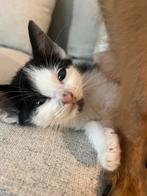 Lieve kittens te koop, Meerdere dieren