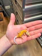0.1 white and yellow tremper luipaardgekko, Dieren en Toebehoren, Reptielen en Amfibieën, Hagedis, 0 tot 2 jaar