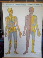 Anatomische wandplaat, Ophalen of Verzenden, 1800 tot 2000, Landkaart