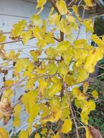 Witte moerbei boom, Ophalen, Minder dan 100 cm, Overige soorten