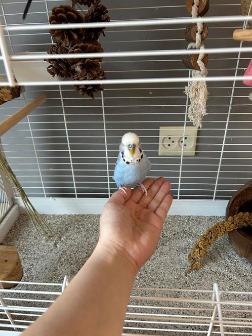 2 handtamme parkieten incl luxe kooi&toebehoren, Dieren en Toebehoren, Vogels | Hokken en Kooien, Zo goed als nieuw, Vogelkooi