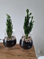 Cactussen, Huis en Inrichting, Ophalen, Halfschaduw, Minder dan 100 cm