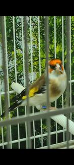 Mooi vogel witkeel man komt aut egelhed 2023, Mannelijk