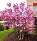 Magnolia susan goed vertakt met kluit in pot hoog rond 100, Ophalen, Vaste plant, Overige soorten, Halfschaduw
