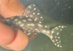 L471 | Hypancistrus sp. L471, Vis, Zoetwatervis