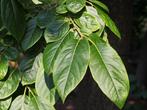 Kaki bijzondere fruitboom met heerlijke vruchten, Ophalen, Overige soorten, In pot, 100 tot 250 cm