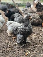 Brahma kuikens, Dieren en Toebehoren, Pluimvee, Meerdere dieren, Kip