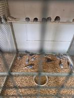 Diamant duiven, Meerdere dieren, Tropenvogel