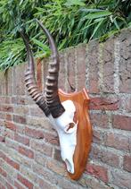 Schedel blesbok taxidermy opgezette jacht Afrika curiosa, Verzamelen, Dierenverzamelingen, Ophalen, Wild dier, Schedel