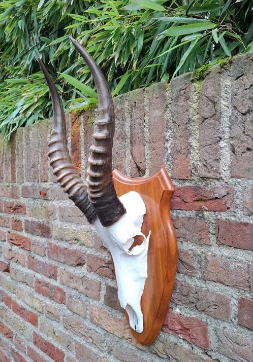 Schedel blesbok taxidermy opgezette jacht Afrika curiosa, Verzamelen, Dierenverzamelingen, Schedel, Wild dier, Ophalen