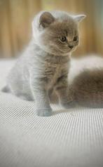 Britse korthaar kittens lilac en blauw grijs, Dieren en Toebehoren, Katten en Kittens | Raskatten | Korthaar, Meerdere dieren