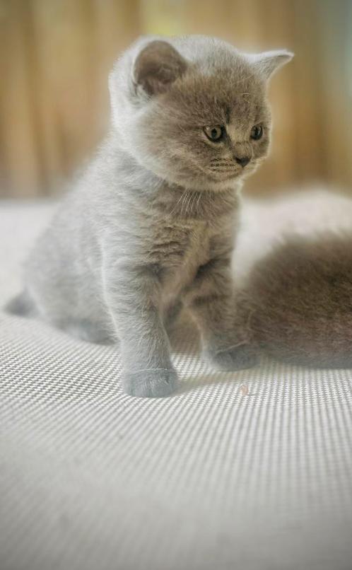 Britse korthaar kitten blauw grijs, Dieren en Toebehoren, Katten en Kittens | Raskatten | Korthaar, Meerdere dieren, 0 tot 2 jaar