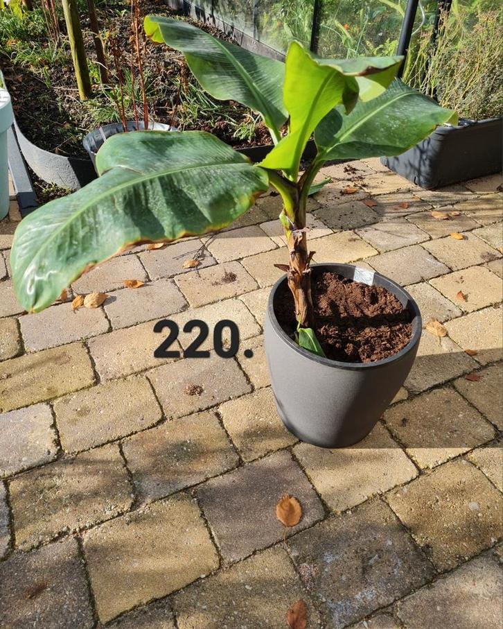 Musa dwarf cavendish, bananenplant, kamerplant, Huis en Inrichting, Kamerplanten, Minder dan 100 cm, Halfschaduw, Ophalen of Verzenden