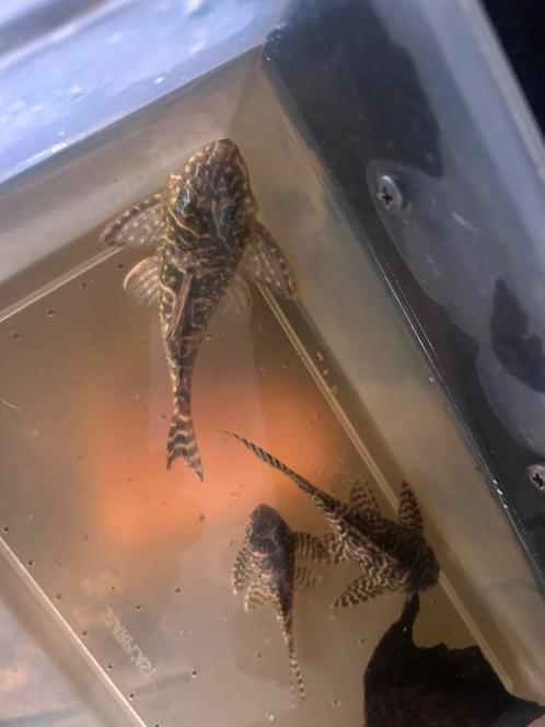 L66 man, Dieren en Toebehoren, Vissen | Aquariumvissen, Vis