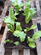 Biologische Slaplantjes, Tomatenplantjes, Sierkalebas,, Tuin en Terras, Ophalen, Volle zon, Groenteplanten, Eenjarig