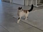 Gratis ragdoll poes. Thuis en buiten gewend, Dieren en Toebehoren, Poes
