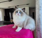 Ragdoll, Dieren en Toebehoren, Katten en Kittens | Raskatten | Langhaar, Poes, Gechipt, 0 tot 2 jaar