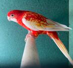 Rubino Rosella, Dieren en Toebehoren, Vogels | Parkieten en Papegaaien, Mannelijk, Parkiet, Geringd
