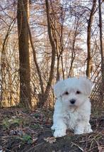 Malthezer/ boomer pups teefjes, Dieren en Toebehoren, Parvo, Overige rassen, 8 tot 15 weken, Teef