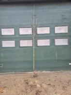 Sierpeer ‘Beech Hill’ 2,5 meter hoog, Ophalen, Overige soorten, 250 tot 400 cm