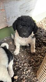 Friese stabij pups, Dieren en Toebehoren, Honden | Niet-rashonden, Rabiës (hondsdolheid), 8 tot 15 weken, Meerdere, Meerdere dieren
