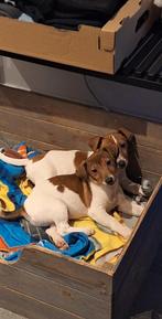 Jack Russell reutjes, Dieren en Toebehoren, Honden | Jack Russells en Terriërs, Parvo, België, Fokker | Hobbymatig, Jack Russell Terriër