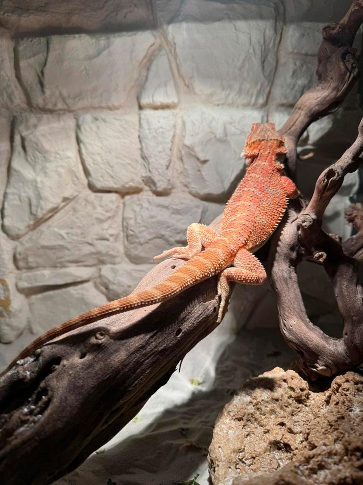 Rode baardagaam man jonkie nakweek jun25