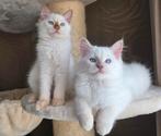 2 Geweldige Ragdoll kittens met stamboom, Meerdere dieren, Gechipt, 0 tot 2 jaar