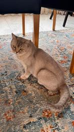 Een brits kat met haar spullen., Dieren en Toebehoren, Katten en Kittens | Raskatten | Korthaar, Poes, 6 jaar of ouder