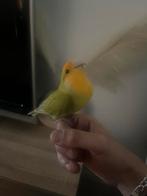 Lieve tam dwergpapegaai/agapornis, Geslacht onbekend