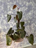 Kamerplant: Philodendron Dark Lord (mospaal), Ophalen, Overige soorten, Halfschaduw, In pot