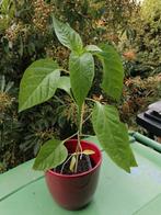 Paprika planten ongeveer 30 a 40 cm hoog geeft rode paprika', Ophalen, Volle zon, Groenteplanten, Eenjarig