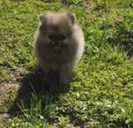 prachtige mini pomeriaan pup, Dieren en Toebehoren, Honden | Poolhonden, Keeshonden en Oertypen, Particulier, 15 weken tot 1 jaar