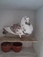 Oliebonttijger Duif., Dieren en Toebehoren, Vrouwelijk, Kropper