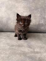 Kitten, Dieren en Toebehoren, Katten en Kittens | Raskatten | Langhaar, Poes