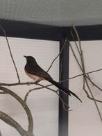 1-1 Shama lijsters, Meerdere dieren, Tropenvogel, Geringd