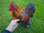 cochin kriel haan mei 2025, Dieren en Toebehoren, Pluimvee, Mannelijk, Kip