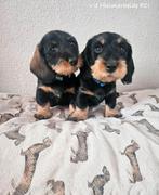 Standaard Ruwharige Teckel pups met stamboom FCI, Standaard, CDV (hondenziekte), 8 tot 15 weken, Meerdere