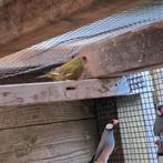 Groenling man, Mannelijk, Wildzangvogel, Geringd