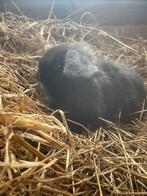 Minilop rammetje, Dieren en Toebehoren, Konijnen, Mannelijk, Dwerg