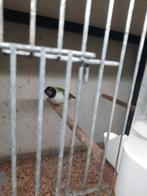 Mooi zwartkop Witborst Gouldamadine 2025 Februari en maart, Dieren en Toebehoren, Vogels | Overige Vogels, Vrouwelijk