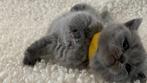 Britse korthaar kittens, Dieren en Toebehoren, Katten en Kittens | Raskatten | Korthaar, Meerdere dieren, Ontwormd, 0 tot 2 jaar