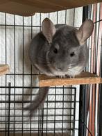 Drie jonge chinchilla vrouwtjes, Dieren en Toebehoren, Knaagdieren, Vrouwelijk, Chinchilla, Voor 1 juli 2024