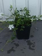 Vinca minor (maagdenpalm), Tuin en Terras, Ophalen, Lente, Vaste plant, Overige soorten