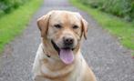 Dekreu labrador, Dieren en Toebehoren, Rabiës (hondsdolheid), Reu, Eén hond, 3 tot 5 jaar