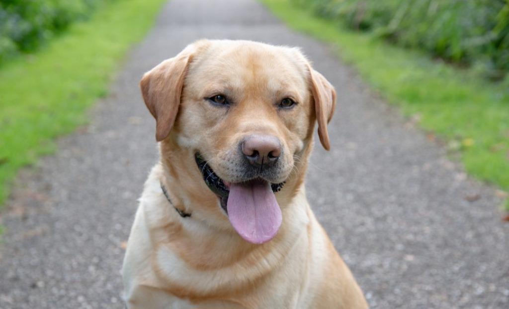 Dekreu labrador, Dieren en Toebehoren, Honden | Dekreuen, Reu, Particulier, Eén hond, Nederland, 3 tot 5 jaar, CDV (hondenziekte)