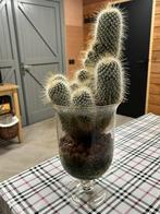 Cactus in pot, Ophalen, Overige soorten, Volle zon